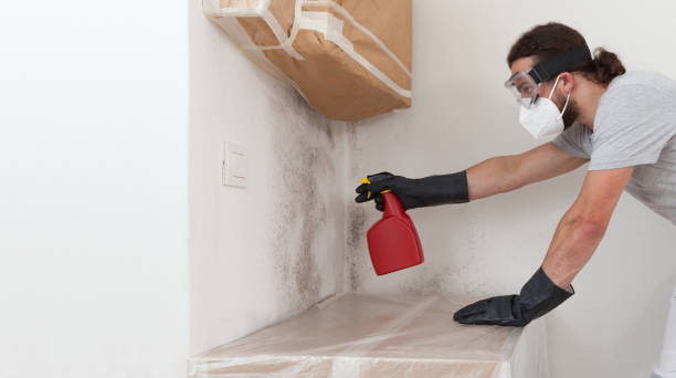 Professional Mold Cleanup technician working in Buckley, MI