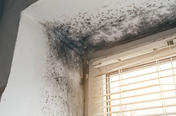 Affordable Mold Cleanup solutions in Buckley, MI