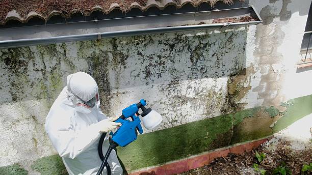 Top rated local Mold Cleanup specialists in Buckley, MI